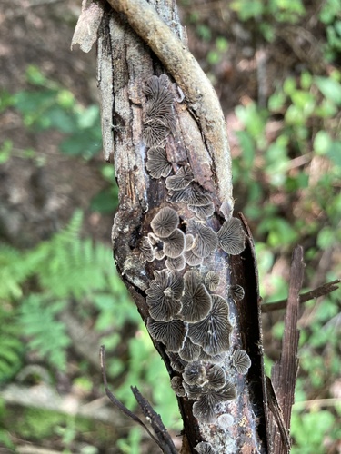 Resupinatus