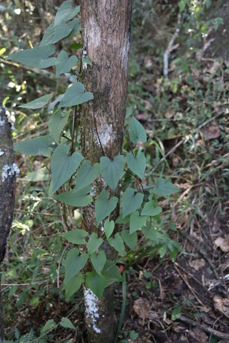 Image of Mikania natalensis by (c) Tony Rebelo, some rights reserved (CC BY-SA)