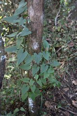 Mikania natalensis, photograph (c) Tony Rebelo, some rights reserved (CC BY-SA)