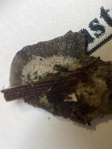 Resupinatus (Photo 3 of 9)