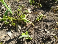 Zea mays mays