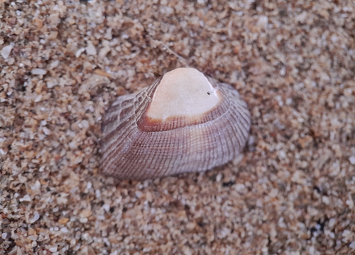 Lamarcka mutabilis observed 2024-07-13