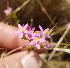 Zeltnera muehlenbergii