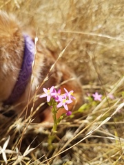 Zeltnera muehlenbergii