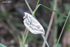 Cyclidia substigmaria