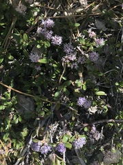 Ceanothus pumilus