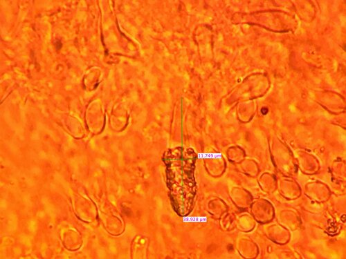 Resupinatus (Photo 7 of 9)