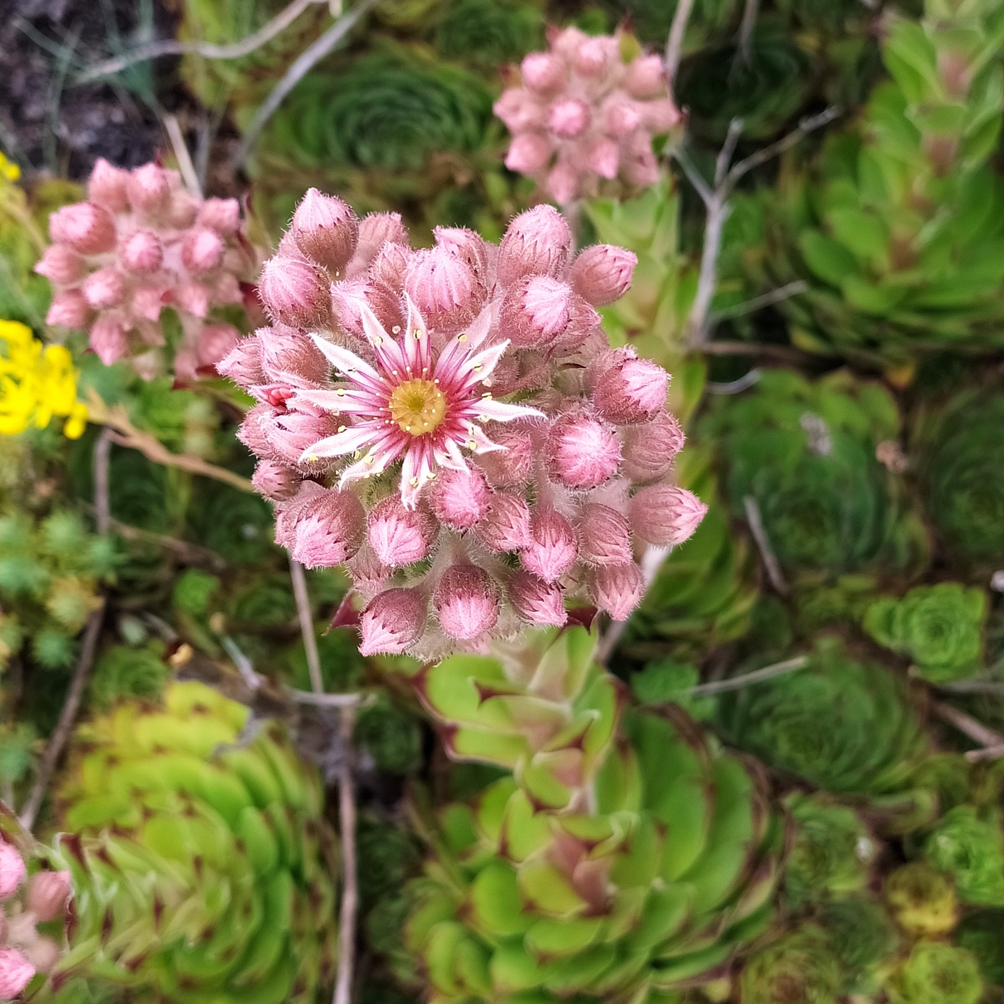 Sempervivum 'Mars'