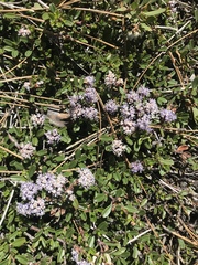 Ceanothus pumilus