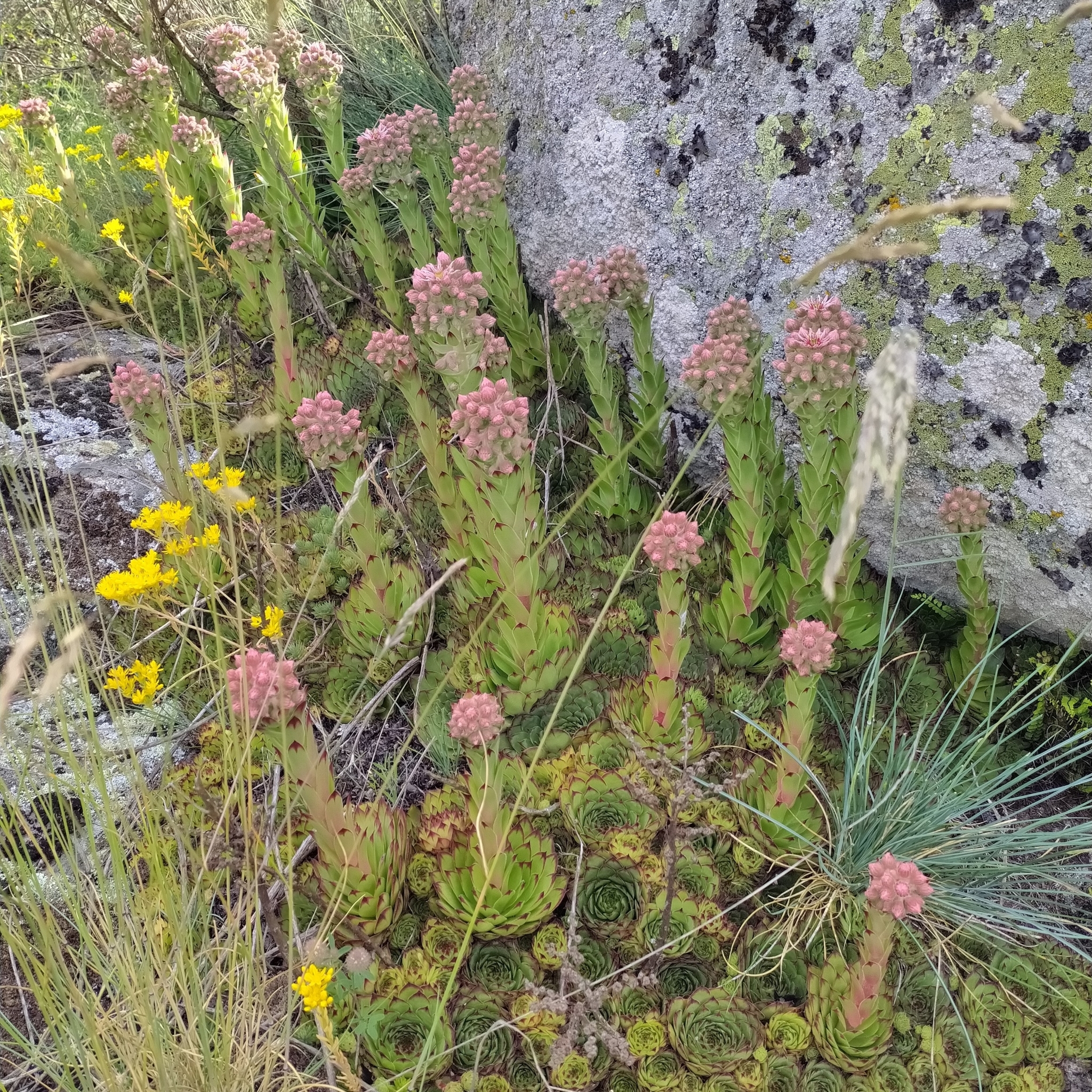 Sempervivum 'Magnificum' 3