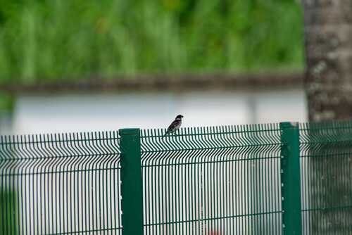 Wing-barred Seedeater (Sporophila americana), photo 9