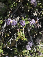 Ceanothus pumilus
