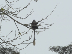 Colobus guereza