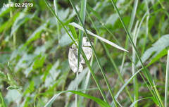 Cyclidia substigmaria