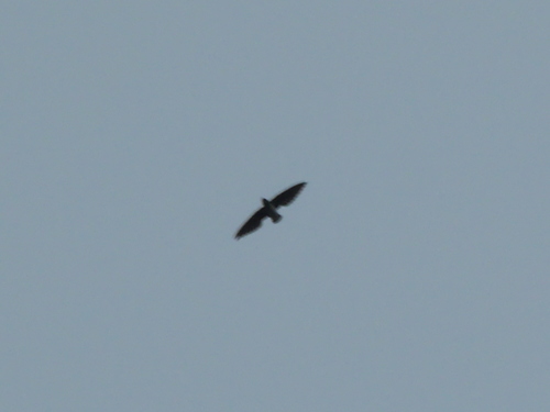 Cassin's Spinetail (Neafrapus cassini), photo 8