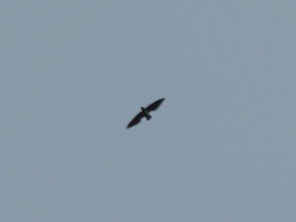 Cassin's Spinetail (Neafrapus cassini), photo 2