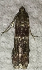 Euzophera ostricolorella