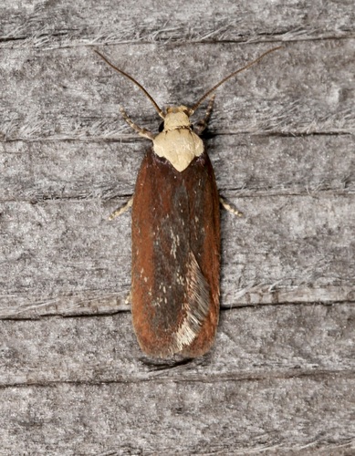 Purple Carrot-seed Moth photo 5