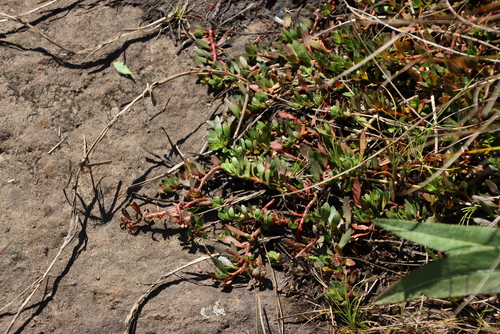 Image of Laurembergia repens by (c) Tony Rebelo, some rights reserved (CC BY-SA)