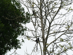 Colobus guereza