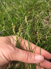 Carex brunnescens sphaerostachya