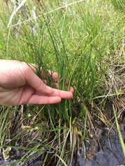 Carex brunnescens sphaerostachya