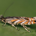 Black Locust Leafminer - Photo (c) Ryszard, some rights reserved (CC BY-NC)