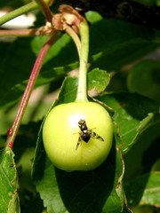 Rhagoletis cerasi
