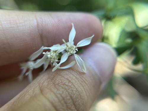 Image of Sericocarpus linifolius by (c) Branson Khounvichith, some rights reserved (CC BY-SA)