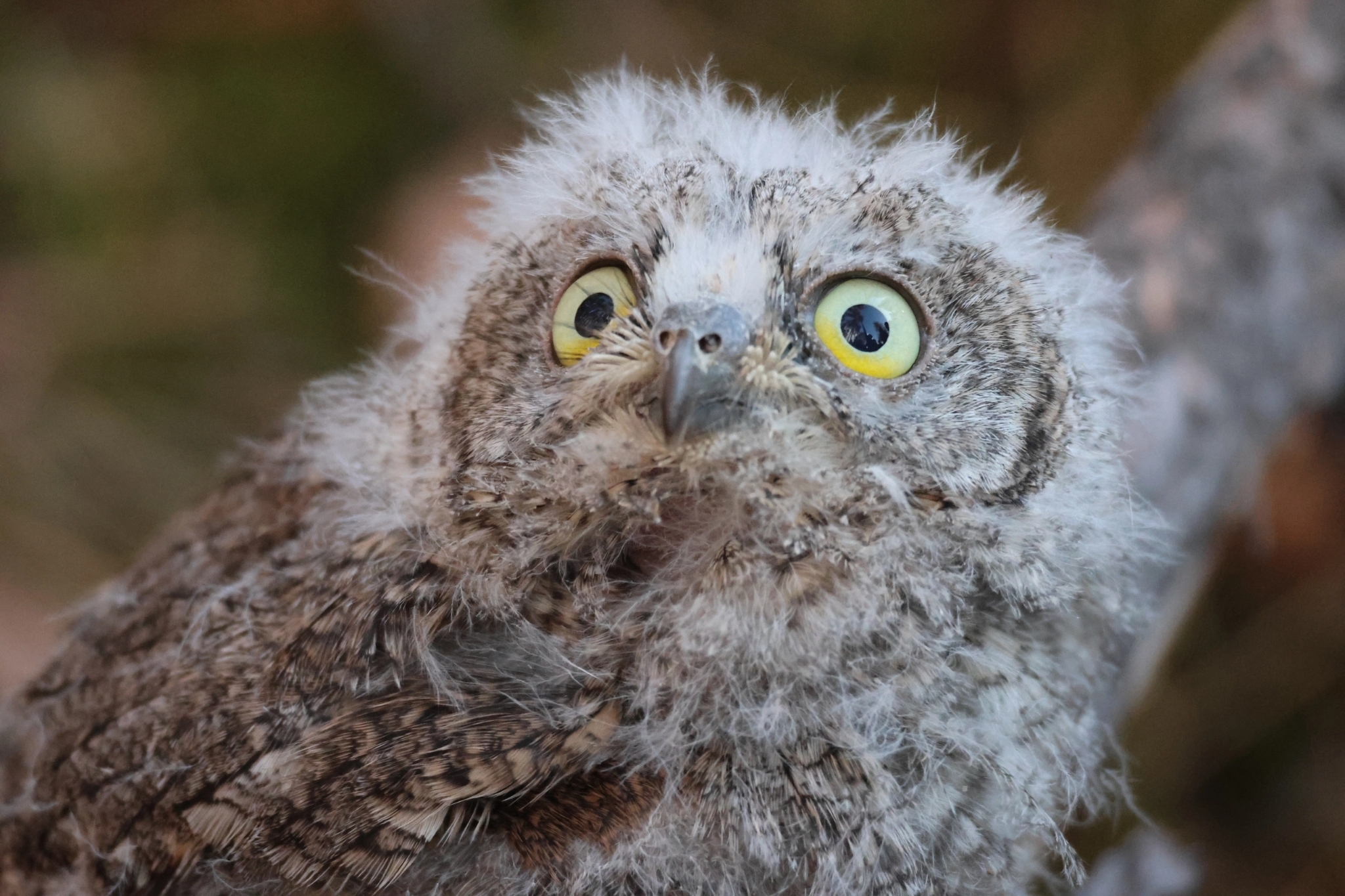 iNaturalist.org. А. Александрова, Чебоксарский р-н Чувашия, июль 2024