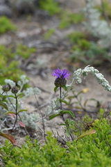 Monardella sinuata nigrescens