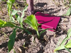 Zea mays mays