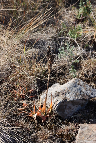 Neil's Aloe (Aloe neilcrouchii)