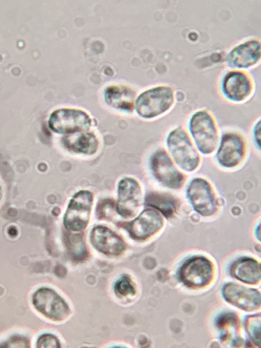 Resupinatus (Photo 8 of 9)