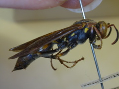 Polistes oculatus