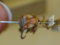 Polistes oculatus