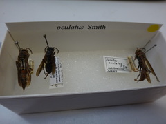 Polistes oculatus