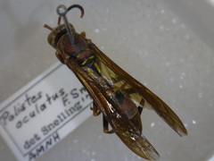 Polistes oculatus