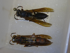 Polistes oculatus