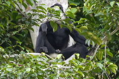 Colobus guereza