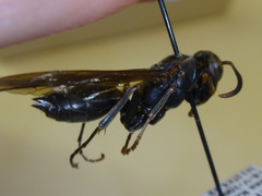 Polistes oculatus
