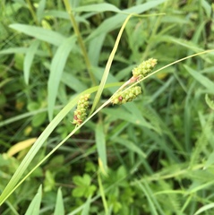 Carex granularis