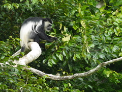 Colobus guereza