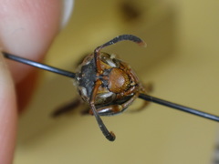 Polistes oculatus