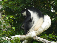 Colobus guereza