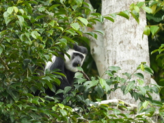 Colobus guereza