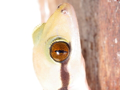 Hemidactylus coalescens