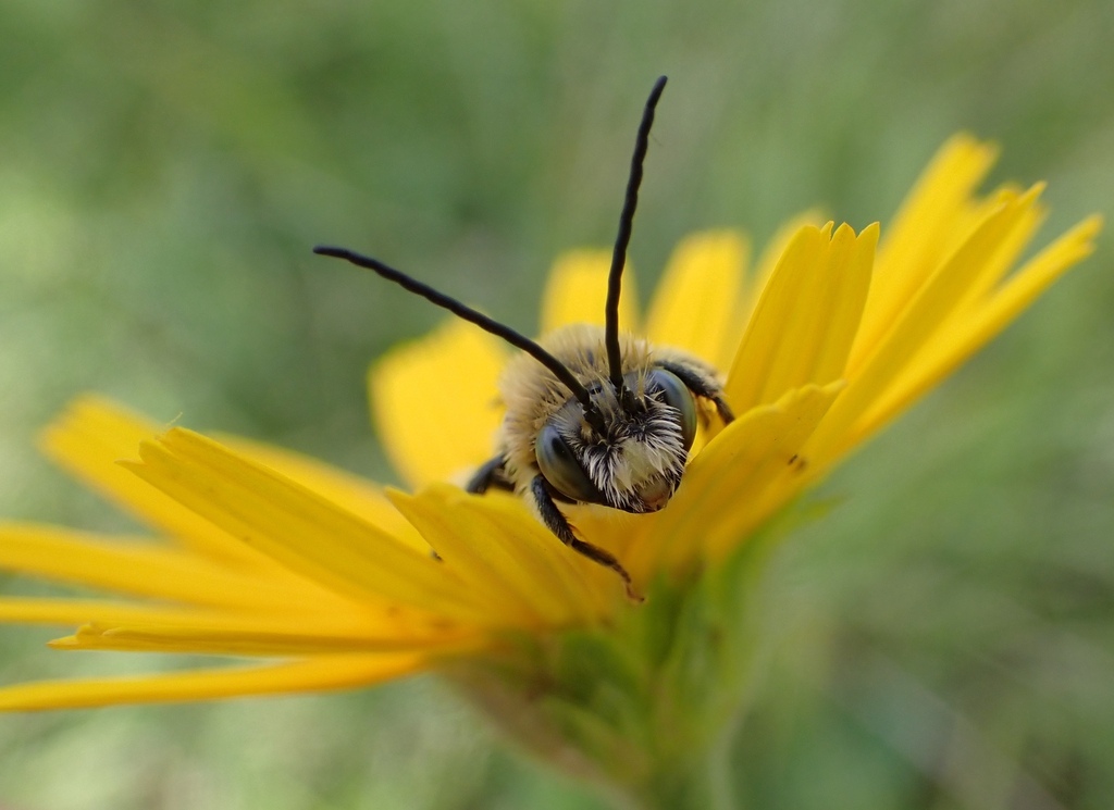 Tetraloniella fulvescens