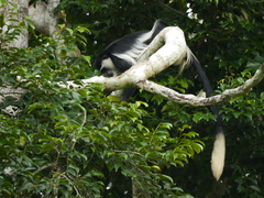 Colobus guereza