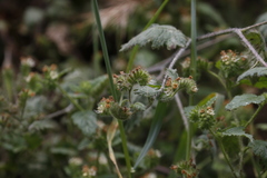 Phacelia malvifolia